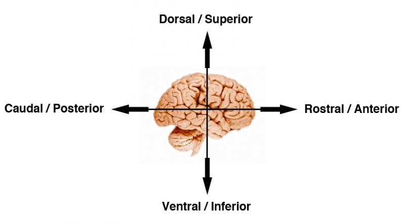 what-does-ventral-mean-in-anatomy